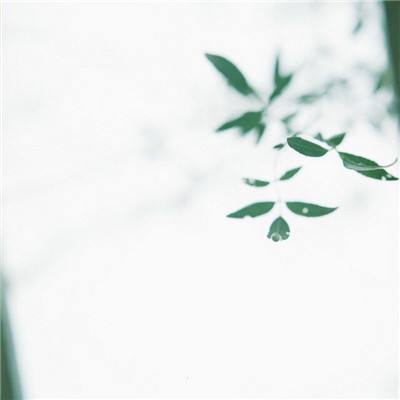 追鸡大作战游戏下载